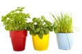 Three pots of herbs