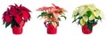 Three Pots of Poinsettia Royalty Free Stock Photo