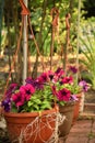Three pots of purple petunias