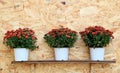 Three pots of red Chrysanthemum flowers line up on wooden background Royalty Free Stock Photo