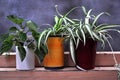 Three pots spider plant Royalty Free Stock Photo