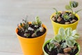 Three pots of succulents on the floor Royalty Free Stock Photo