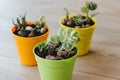 Three pots of succulents on the floor Royalty Free Stock Photo