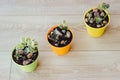 Three pots of succulents on the floor Royalty Free Stock Photo