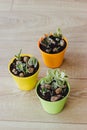 Three pots of succulents on the floor Royalty Free Stock Photo