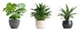 AI-Generated Houseplant Images Royalty Free Stock Photo
