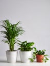Three Potted Indoor Plants Arranged On Light Neutral Surface Royalty Free Stock Photo