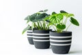 Three potted indoor plants on white background.