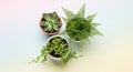 Three potted plants are arranged on a smooth pastel background Royalty Free Stock Photo