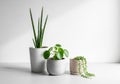 Three potted plants are displayed against a white background Royalty Free Stock Photo