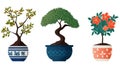 Three potted plants isolated on white background, Bonsai, Potted Plants, Flowering Plants Royalty Free Stock Photo