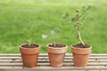 Three Potted Plants Royalty Free Stock Photo