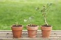 Three Potted Plants