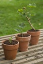 Three Potted Plants Royalty Free Stock Photo