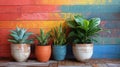 Three Potted Plants on Shelf Against Colorful Wall Royalty Free Stock Photo