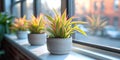 Three potted plants sit on a window sill Royalty Free Stock Photo