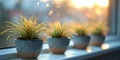 Three potted plants sit on a window sill Royalty Free Stock Photo