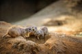 Three prairie dogs at their lair Royalty Free Stock Photo