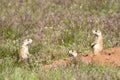 Three prairie dogs communicate.