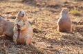 Three prairie dogs, one of them is eating
