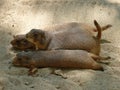 Three prairie dogs in profile and lying on their bellies in the sand