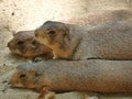 Three prairie dogs in profile and lying on their bellies in the sand