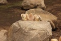 Three prairie dogs on a rock, getting along well