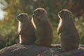 Three Prairiedogs Royalty Free Stock Photo