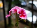 Pretty bright pink flowers