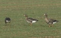 Three pretty winter visiting White-fronted geese, Anser albifrons, feeding in a farmers field in the UK.