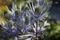 Three prickly purple flowers in close-up on Roback Royalty Free Stock Photo