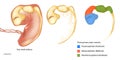 Three primary brain vesicles. Four week embryo. Prosencephalon or Forebrain, Mesencephalon or Midbrain, Rhombencephalon