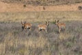 Three Pronghorn Bucks Royalty Free Stock Photo