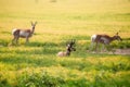 Three pronghorn deer in a meadow Royalty Free Stock Photo