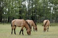 Three przewalski horses grazing in lush pasture on a sunny summer day Royalty Free Stock Photo