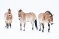 Three Przewalski's horses in a white snowy winter landscape. Winter photographic art. Isolated wild horses on white