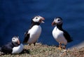 Three puffins Royalty Free Stock Photo