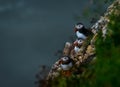 Three Puffins at bempton Cliffs, Yorkshire , UK Royalty Free Stock Photo
