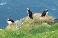 Three puffins birds close-up on Mykines island Faroe Islands Royalty Free Stock Photo
