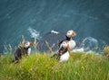 Three puffins fratercula arctica standing on a grassy cliff over surf water of the Atlantic ocean Royalty Free Stock Photo