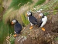 Three puffins sitting on a ledge on a grassy cliff Royalty Free Stock Photo