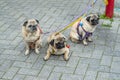 Three pug dogs tied to a red fire hydrant closeup Royalty Free Stock Photo