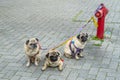 Three pug dogs tied to a red fire hydrant closeup Royalty Free Stock Photo