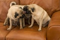 Three Pugs Royalty Free Stock Photo