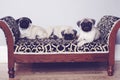 Three pugs on couch upclose