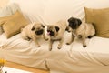 Three Pugs Hanging Out
