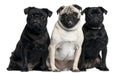 Three Pugs sitting Royalty Free Stock Photo