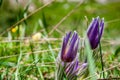 Three Pulsatilla or Pasque Flower that are growing