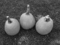 Three pumpkins in black and white.