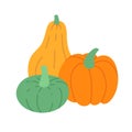 Three pumpkins. Group of different color pumpkins. Flat vector illustration isolated on white. Royalty Free Stock Photo